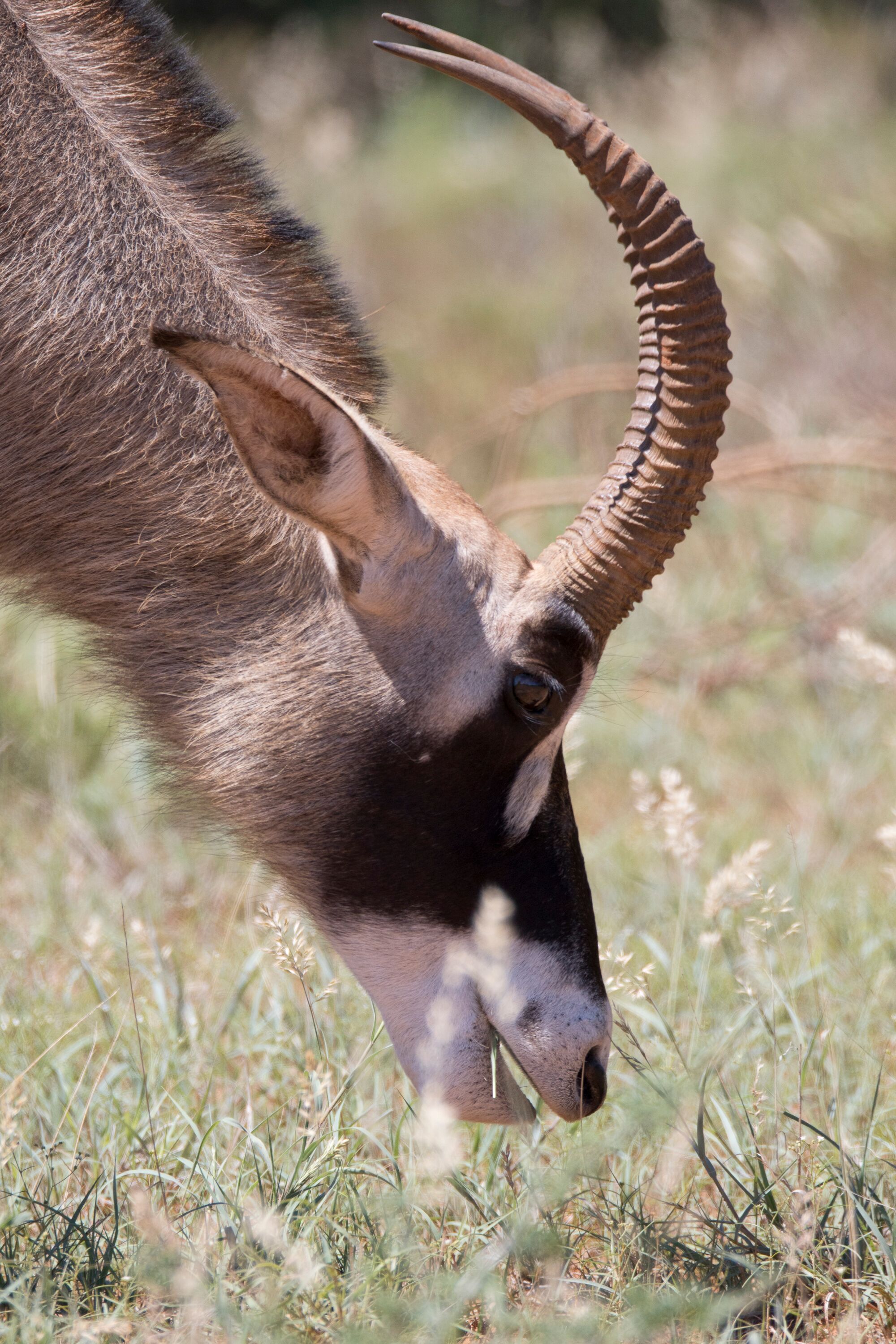 Sable antelope, African Mammal, Conservation Status & Habitat