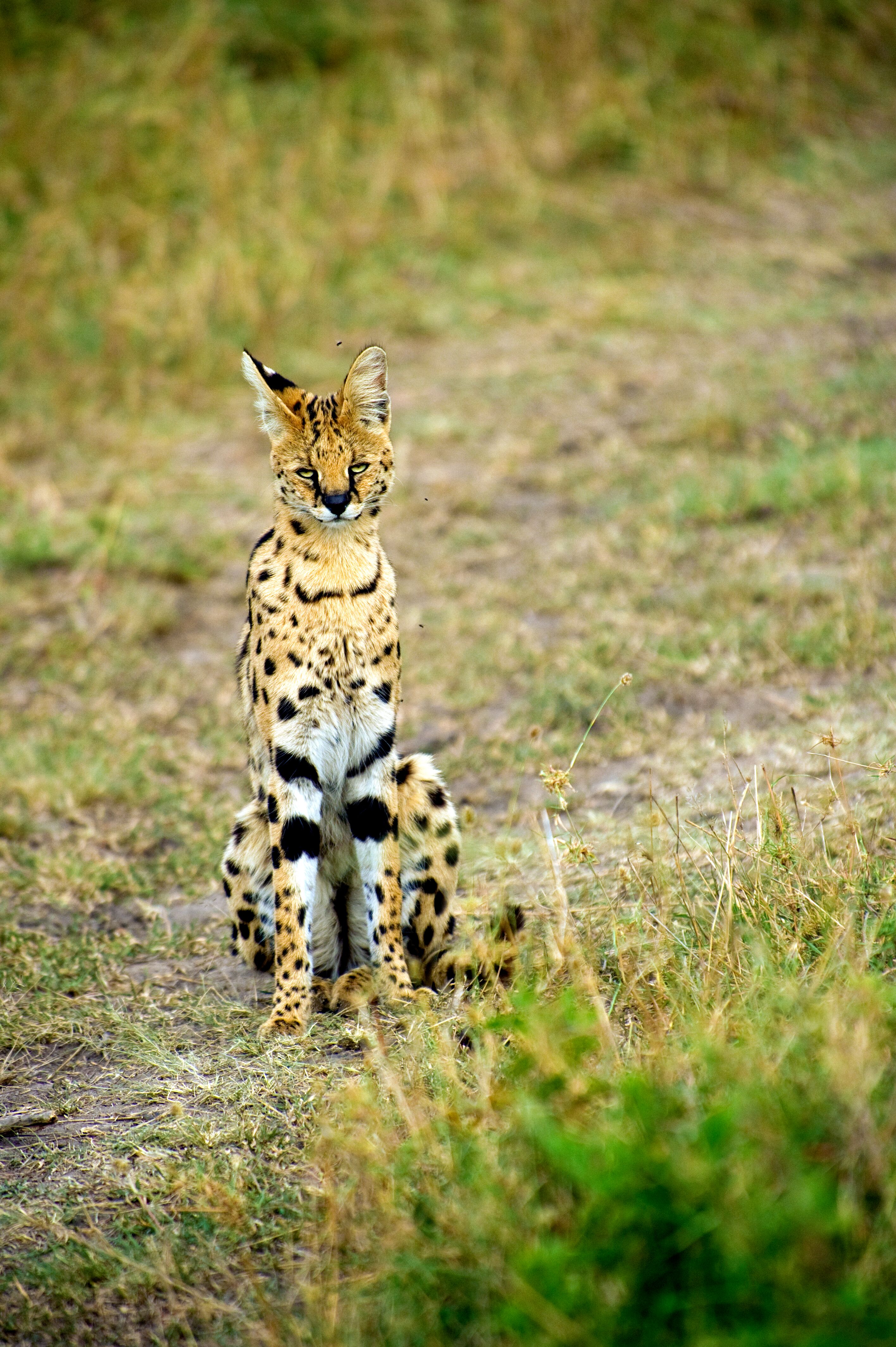 Leptailurus store serval serval